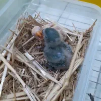 جوجه برزیلی