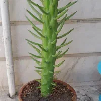 گل کاکتوس آستروسیلندراپونیا سوبولاتا