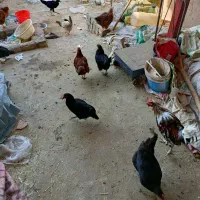 مرغ تخم گذار|حیوانات مزرعه|حمیدیا, |دیوار
