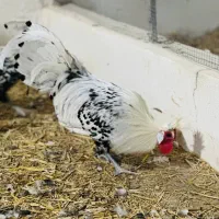 فروش مرغ وخروس زینتی اپنزلر سیلور|حیوانات مزرعه|هشتگرد, هیو|دیوار