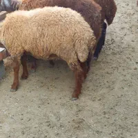 ۶عدد بره نر