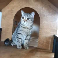 برتیش مینیاتوری