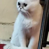 گربه اسکاتیش فلد اسکاتلندی (خیلی اروم وبی صداهست)