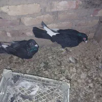 یک جفت کبوتر|پرنده|میبد, |دیوار