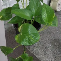 فقط 120|گل و گیاه طبیعی|گرگان, |دیوار