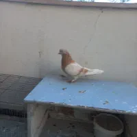یک عدد کبوتر زرد
