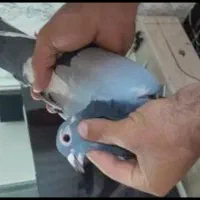 گودوبر ماده گمش کردم هرکس گرفت پس بده