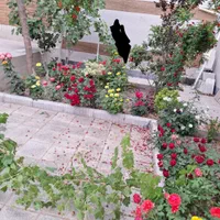 خدمات کشاورزی.باغبانی‌.گل کاری.تعویض خاک و گلدان