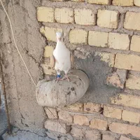 کبوتر ماده پشتی (دو کت زرد)
