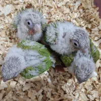 گرینجیک سرلاکی