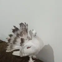 یک عدد کفتر زیبا