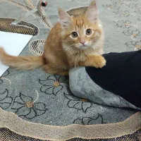 بچه گربه|گربه|یزد, |دیوار