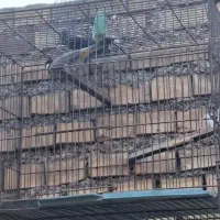 فروش مرغ عشق خرمایی(امیدیه)