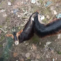 بز نرماده اهلی|حیوانات مزرعه|لولمان, |دیوار