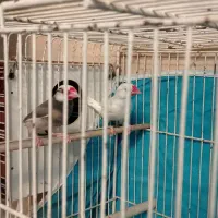 فنچ نرگسی|پرنده|مشهد, زمانه|دیوار