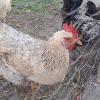 مرغ محلی جوان تخم گذار