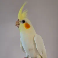 عروس هلندی دستی