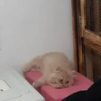 واگذاری گربه کاراملی