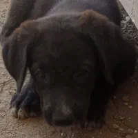 توله قدرجونی|سگ|یزد, |دیوار