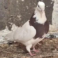 طوقی ماده|پرنده|بهبهان, |دیوار