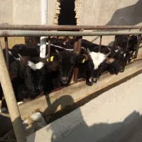 گوساله نر گیل دورگ|حیوانات مزرعه|پیشوا, |دیوار