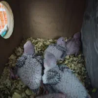 جوجه گرینچیک آناناسی رد با درصد بالا