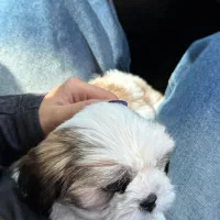 سگ مالتیز سفید|سگ|سیرجان, |دیوار