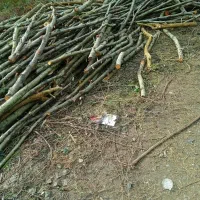 خرید فروش باغات درخت