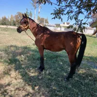 4تا اسب فروش فوری|اسب و تجهیزات اسب‌سواری|ارومیه, |دیوار