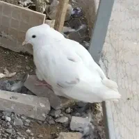 فروش ۲ عددمقلوف پرشی|پرنده|قم, زنبیل آباد|دیوار