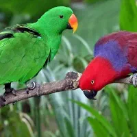 طوطی، راهب ،کاکادو، لوری، آمازون|پرنده|تهران, دردشت|دیوار