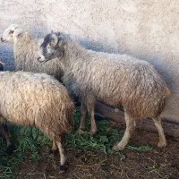 فروش میش|حیوانات مزرعه|داراب, |دیوار