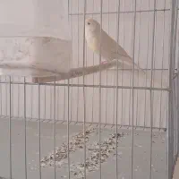 قناری ماده برونو تمیز و مرتب پاکسازی شده|پرنده|شیراز, تندگویان|دیوار