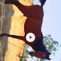 اسب اصیل عربی