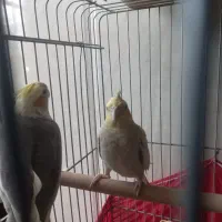 ی جفت عروس هلندی نر و ماده|پرنده|پاکدشت, پاکدشت (مامازند)|دیوار