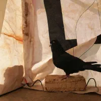 کلاغ سیاه یه کت سفید|پرنده|شاندیز, |دیوار