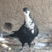 رسمی  ریش بردسیر