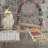 عروس هلندی مولد کوتوله مولد