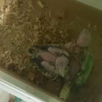 جوجه عروس سرلاکی