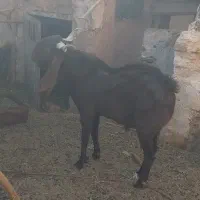 نری‌پاکستانی‌اصل