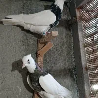 دم‌سفید و طوقی