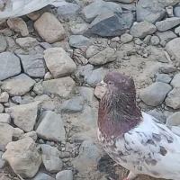 کله سرخ پرشی