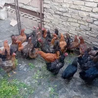 مرغ محلی تخم گذار