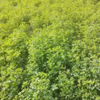 بذر یونجه تضمینی