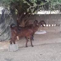 دو بز اطراف قیزانیه