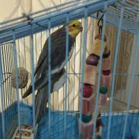 واگذاری عروس هلندی بالغ