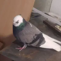 دوتا کفتر. پرشی|پرنده|قم, قم نو|دیوار