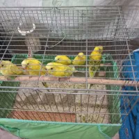 مرغ عشق و فنج