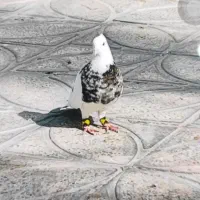 ۵عدد کفتر رنگی همه چی تموم