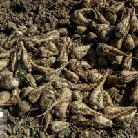 چغندرقند هفت هشت تن